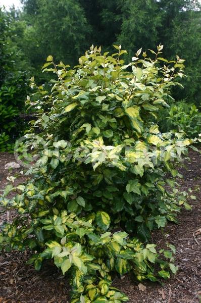 White blooms; Evergreen; Broadleaf