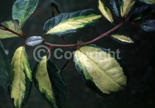 White blooms; Evergreen; Semi-evergreen