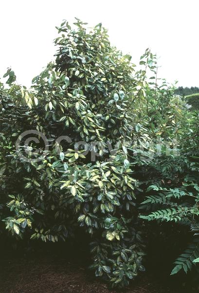 White blooms; Evergreen; Semi-evergreen