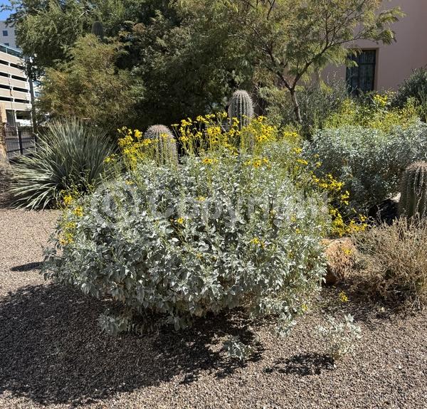 Yellow blooms; Evergreen; North American Native