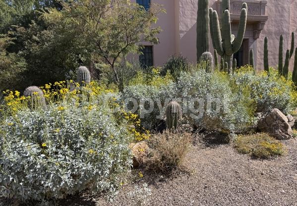 Yellow blooms; Evergreen; North American Native