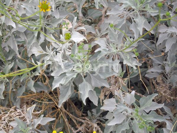 Yellow blooms; Evergreen; North American Native