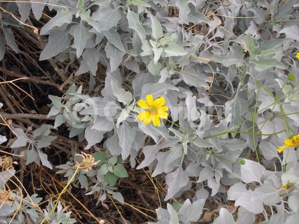 Yellow blooms; Evergreen; North American Native