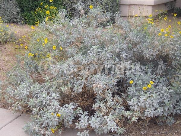 Yellow blooms; Evergreen; North American Native