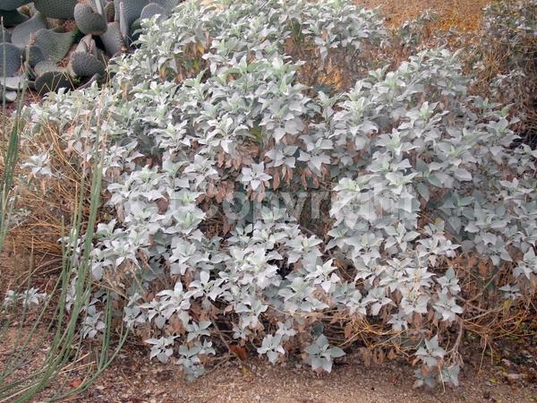 Yellow blooms; Evergreen; North American Native