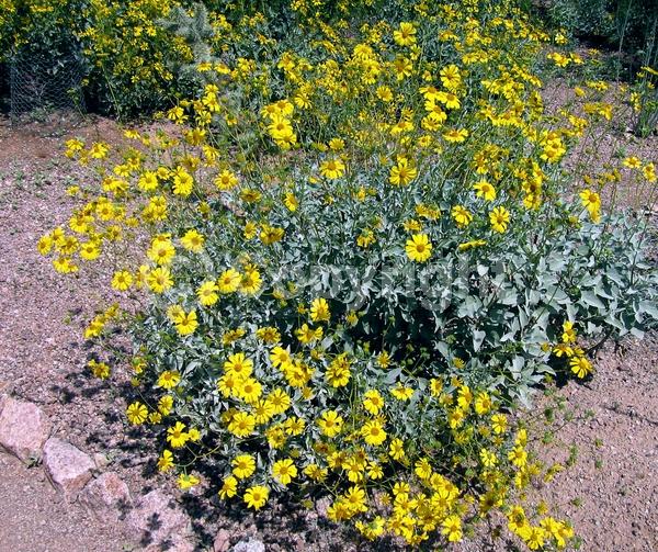 Yellow blooms; Evergreen; North American Native