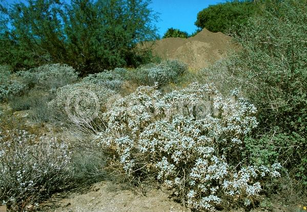 Yellow blooms; Evergreen; North American Native