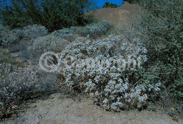 Yellow blooms; Evergreen; North American Native