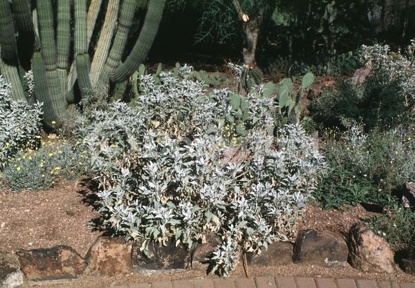Yellow blooms; Evergreen; North American Native