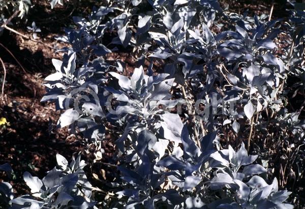 Yellow blooms; Evergreen; North American Native