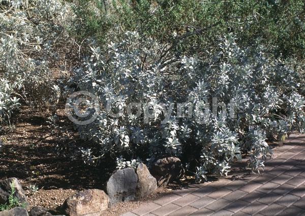 Yellow blooms; Evergreen; North American Native