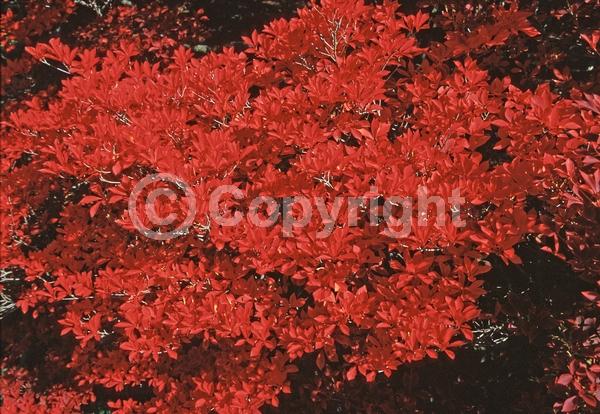 Yellow blooms; White blooms; Deciduous