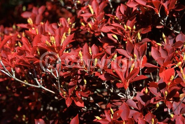 Yellow blooms; White blooms; Deciduous
