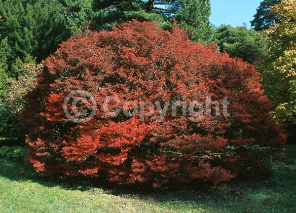 Yellow blooms; White blooms; Deciduous