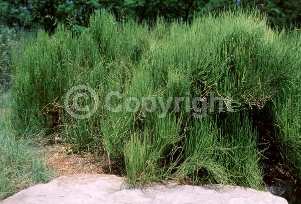 Green blooms; Evergreen; Needles or needle-like leaf; North American Native