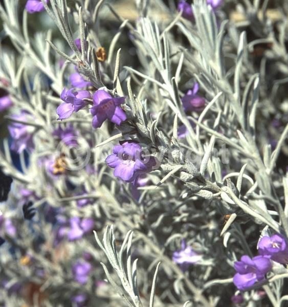 Lavender blooms