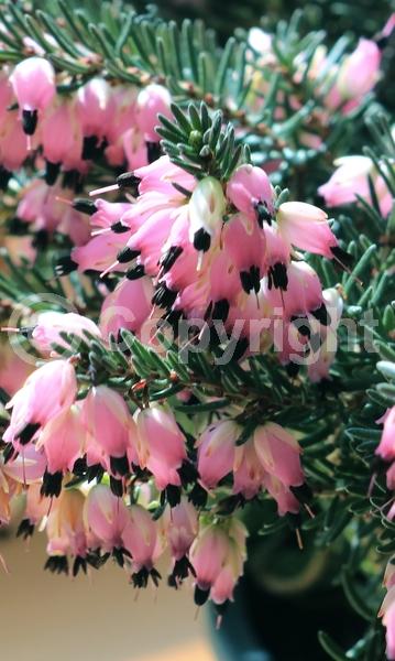 Pink blooms; Lavender blooms; Evergreen; Needles or needle-like leaf