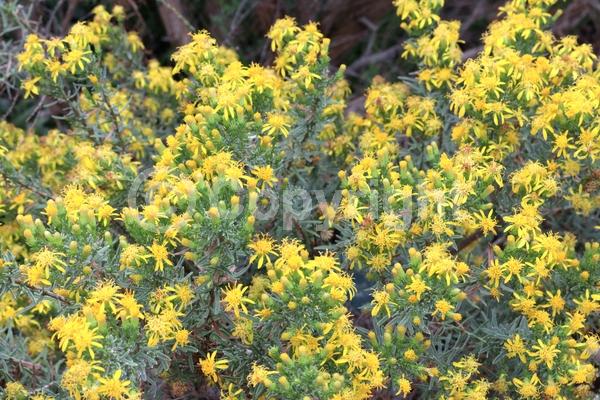 Yellow blooms; Evergreen; Broadleaf; North American Native