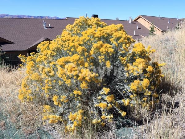 Yellow blooms; Semi-evergreen; North American Native