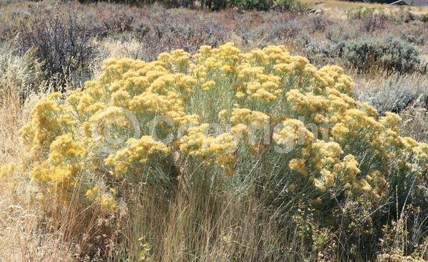 Yellow blooms; Semi-evergreen; North American Native