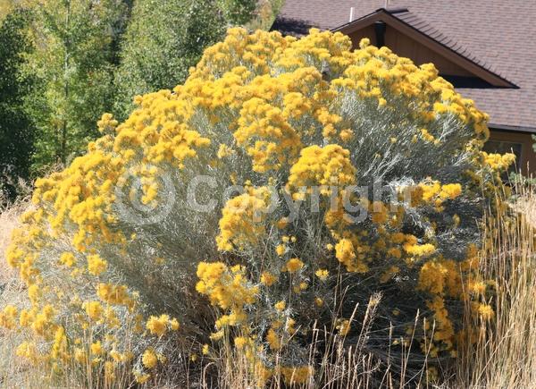 Yellow blooms; Semi-evergreen; North American Native