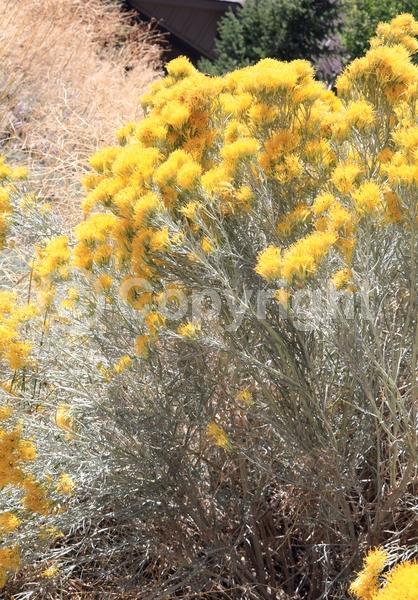 Yellow blooms; Semi-evergreen; North American Native