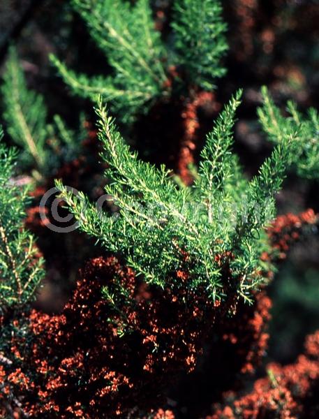 White blooms; Evergreen