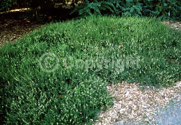 Red blooms; Evergreen; Needles or needle-like leaf