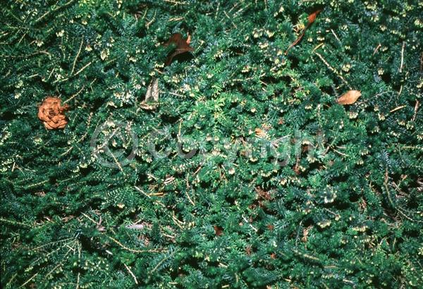 Red blooms; Evergreen; Needles or needle-like leaf