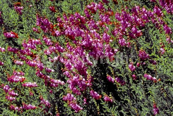 Pink blooms; Evergreen; Needles or needle-like leaf