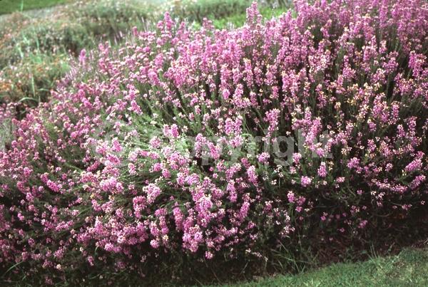 Pink blooms; Evergreen; Needles or needle-like leaf