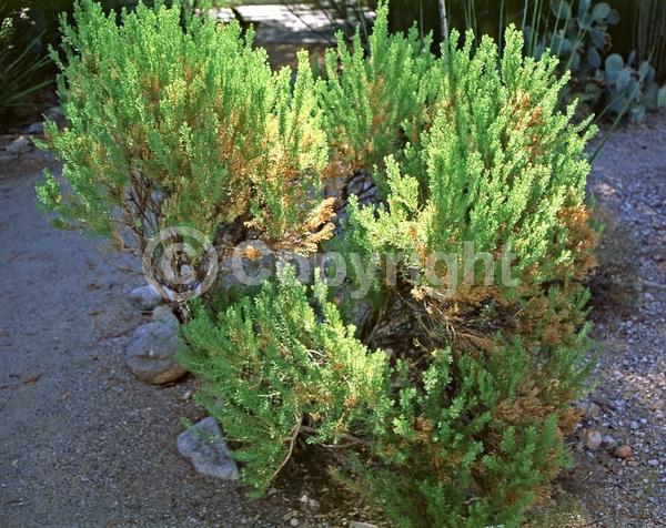 Yellow blooms; Evergreen; Broadleaf; North American Native
