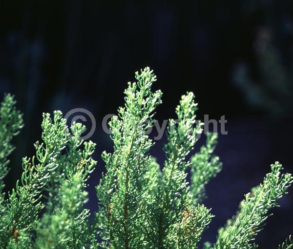 Yellow blooms; Evergreen; Broadleaf; North American Native