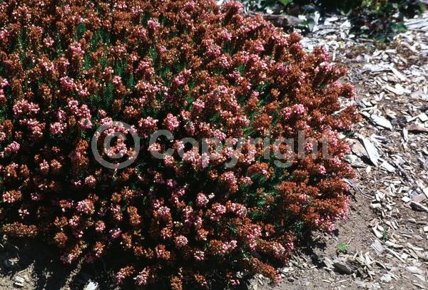 Pink blooms; Evergreen; Needles or needle-like leaf