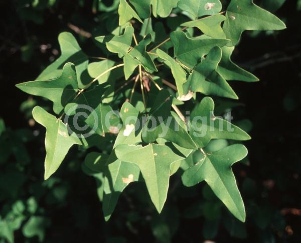 Red blooms; Evergreen; Semi-evergreen; North American Native