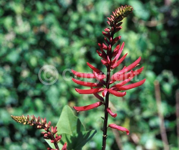 Red blooms; Evergreen; Semi-evergreen; North American Native