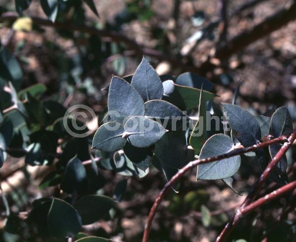 White blooms; Evergreen; Broadleaf