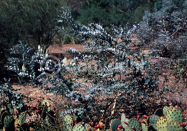 White blooms; Evergreen; Broadleaf