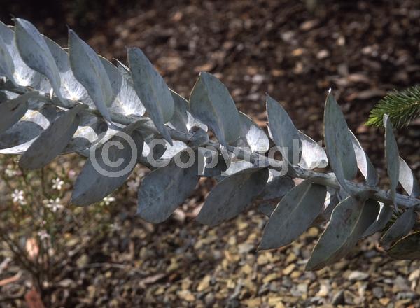 Red blooms; Evergreen; Broadleaf