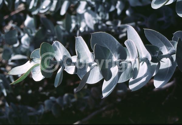 Red blooms; Evergreen