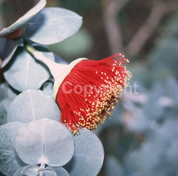 Red blooms; Evergreen