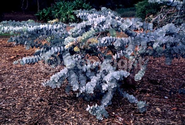 Red blooms; Evergreen