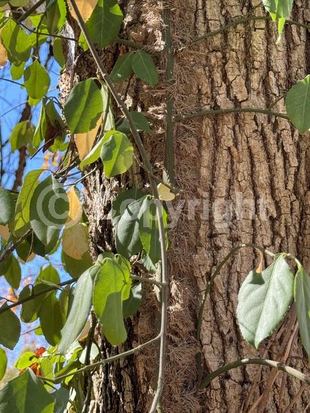 White blooms; Green blooms; Evergreen; Broadleaf