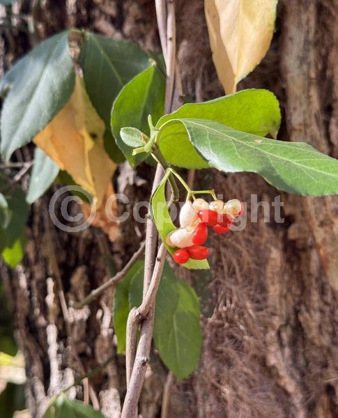 White blooms; Green blooms; Evergreen; Broadleaf