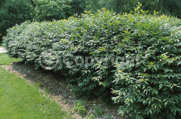 Yellow blooms; Green blooms; Deciduous; Broadleaf