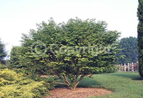 Yellow blooms; Green blooms; Deciduous; Broadleaf