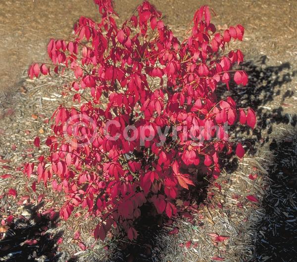 Yellow blooms; Green blooms; Deciduous; Broadleaf