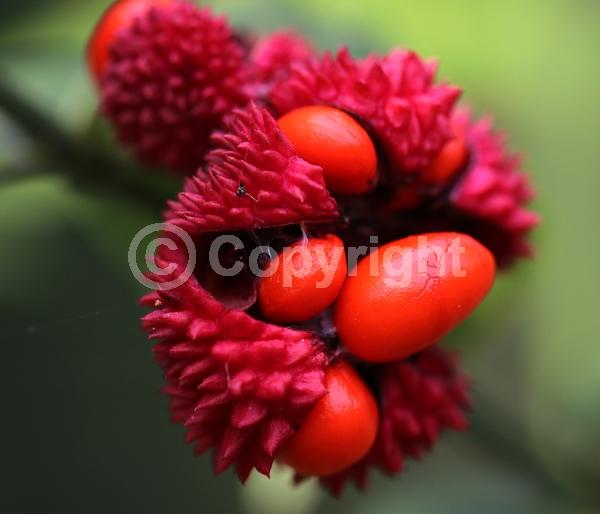 Yellow blooms; Green blooms; Deciduous; North American Native