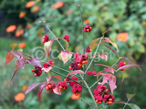 Yellow blooms; Green blooms; Deciduous; North American Native