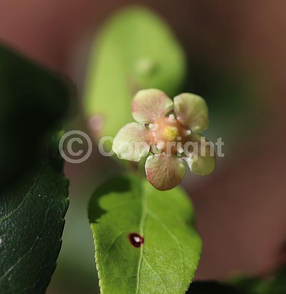 Yellow blooms; Green blooms; Deciduous; North American Native